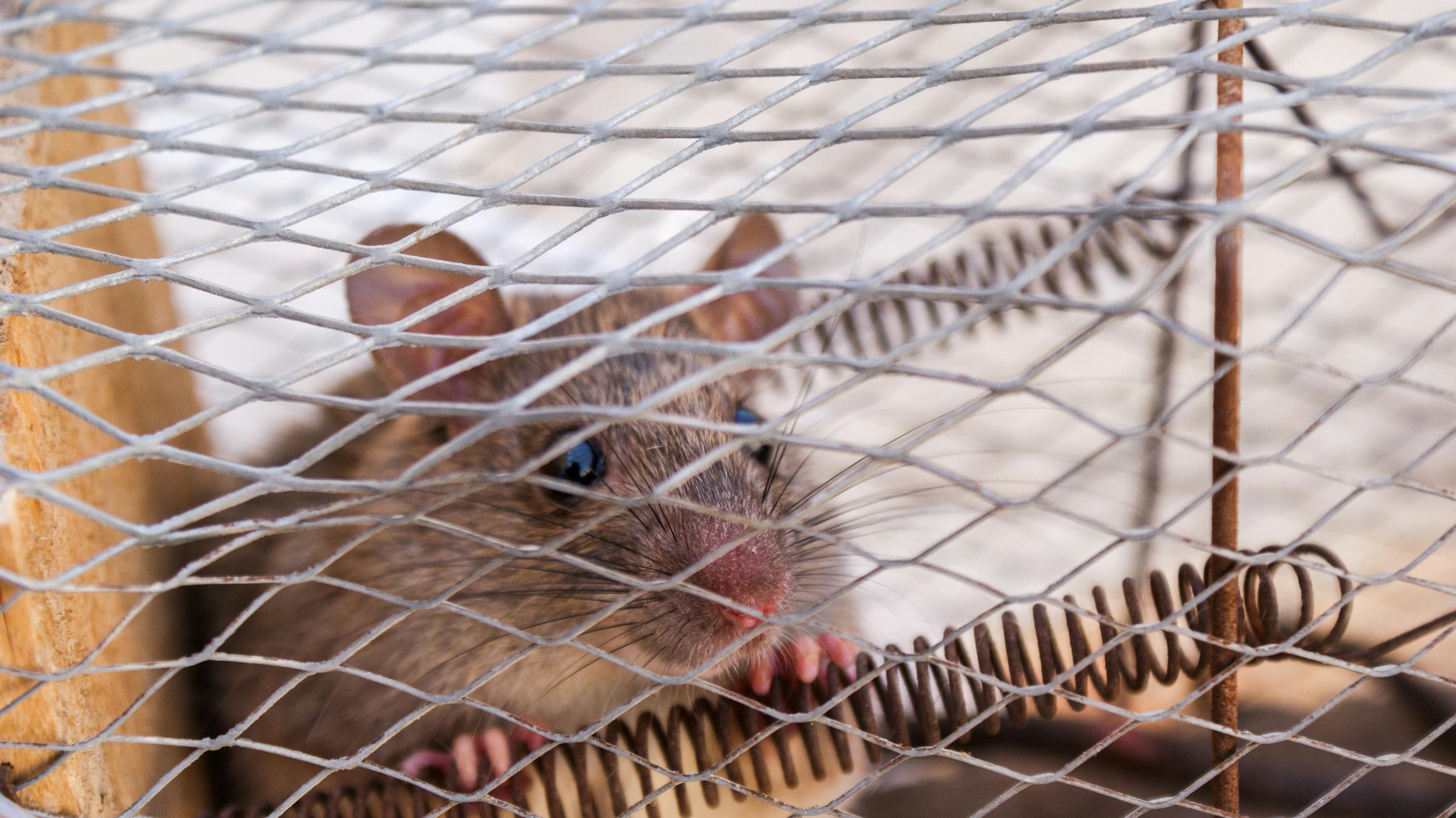 Termite & Rodent Control